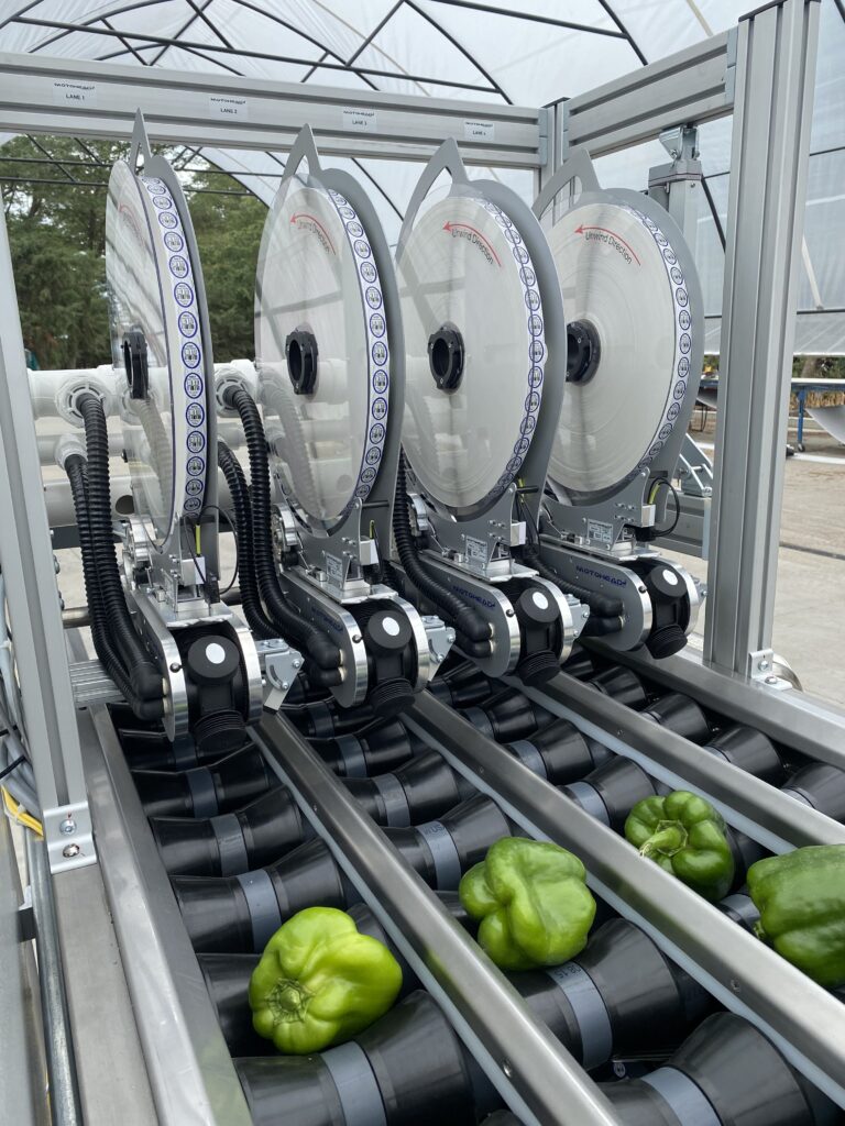 Bell Pepper Bulk System scaled