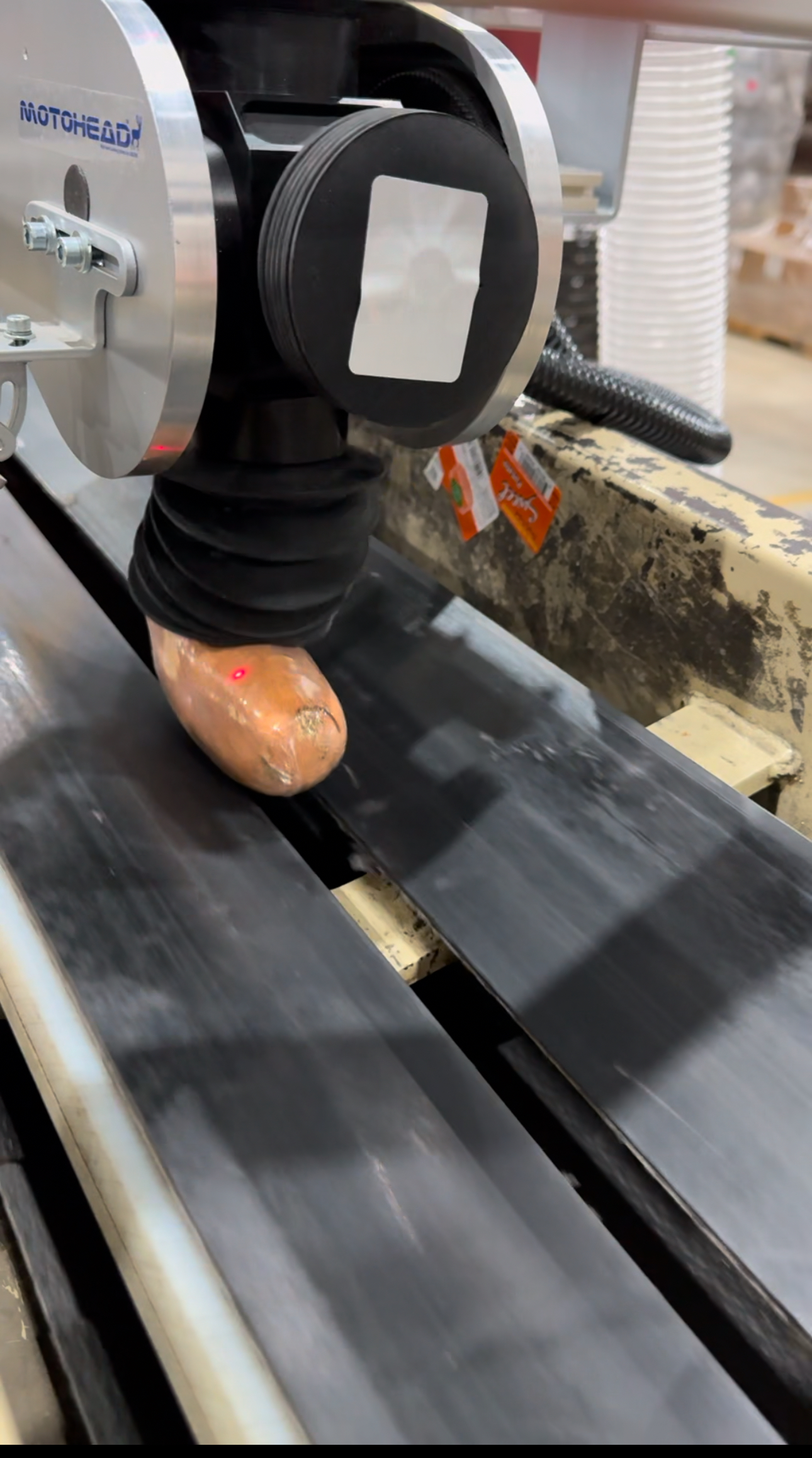 Sweet Potato Micro XL